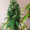 Sour Diesel (Big Head Seeds)