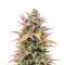 Trop Cherry Seeds (Original Sensible Seeds)