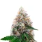 Semillas Feminizadas Watermelon Punch Auto (Growers Choice)
