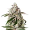 White Widow feminized seeds (Green House Seeds)
