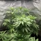 Graines féminisées de White Widow (Royal Queen Seeds)