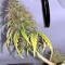 White Widow feminized seeds (Seedstockers)