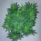 Wombat feminized seeds