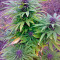 Sweet Purple (Paradise Seeds)
