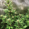 Sementes Feminizadas de Tropicanna Poison XL Auto (Sweet Seeds)