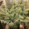 Tropicanna Banana cannabis strain