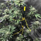 Amnesia OG strain