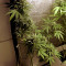 Auto Kaya 47 feminized seeds