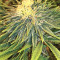 Auto Purple Gorilla Seeds