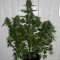 Semillas feminizadas Pro Auto Mix (Seedstockers)
