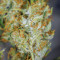 Semi femminizzati Cherry Bomb Auto
