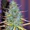 Critical Skunk Regular (Mr. Nice Seedbank)