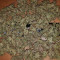 Eleven Roses Seeds (Delicious Seeds)
