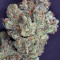 Ghost Train Haze #1 Seeds