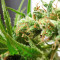 Graines de cannabis Guawi (Ace Seeds)