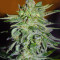 Haze Mist feminized seeds