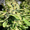 Hindu Kush feminized seeds