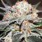 Graines de cannabis LA Widow (Kera Seeds)