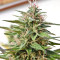 Malawi Breeders Pack Seeds
