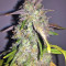 Mangobiche Kush Seeds