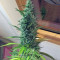Master Kush Seeds (White Label Seed Company)