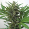 OG Kush Autoflowering CBD feminized seeds