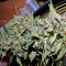 Power Skunk Seeds