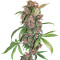 Buy Red Mandarine F1 Fast Version strain