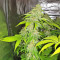 Sherbet (Seedstockers)