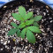 Graines de cannabis Skywalka Ghost Kush (Big Head Seeds)