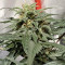 Semillas feminizadas Solomatic Auto CBD (Royal Queen Seeds)