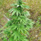 Super Skunk Autoflower (Seedstockers)