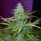 Sweet Cheese XL Auto (Sweet Seeds)