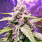Triangle Kush Auto (Mephisto Genetics) Cannabis-Samen