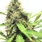 White Widow Auto strain
