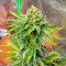 AK 47 Fast Version Feminized Seeds (Easy Grow Seeds)