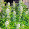 Black Herer Autoflower Feminized Seeds (Easy Grow Seeds)