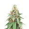 CBD OG Kush (1:15) (CBD: 15% THC: <1%) (Herbies Seeds)
