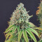 Ghost Train Haze x Pellezino (Herbies Seeds)