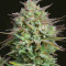Kosher Cake Auto Seeds