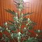 La Diva Auto (Delicious Seeds)