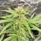 Lemon Haze Auto (Herbies Seeds)