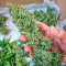 Sementes Feminizadas de Orange Apricot Glue XL Auto (Sweet Seeds Auto)