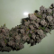 Buy Pineapple Chunk feminized seeds by Barney's Farm