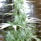 CBD Lemon Seeds from Herbies Seeds - Cannabis Strain Seeds for Sale