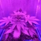 Tangie'matic Seeds