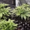 Venta online de Runtz Autoflower de EGS