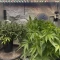 West Coast O.G. Seeds