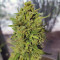 Venta de Fastberry Auto (Fast Buds) | Semillas de marihuana feminizadas