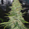 GG#4 Original Glue Seeds (Original Sensible Seeds) - Cannabis Strain Seeds for Sale